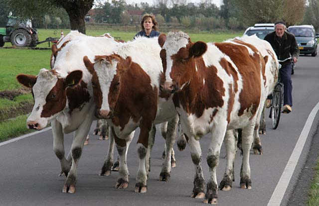 Koeien op de Breeweg - Vlaardingen