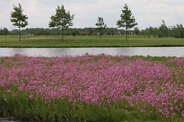 Koekoeksbloemen op een 'wetland' naast Golfbaan Delfland