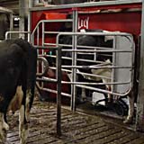 Koe in de melkrobot, Dorppolder